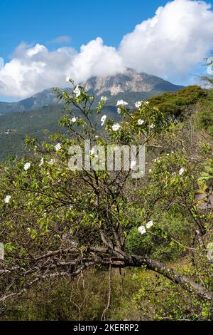 Cazahuate oder Tree Morning Glory, Ipomoea arborescens, in den Sierra Mixe Bergen in der Nähe von Hierve el Agua, Oaxaca, Mexiko. Cerro Nueve Puntas ist in der Stockfoto