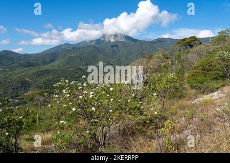 Cazahuate oder Tree Morning Glory, Ipomoea arborescens, in den Sierra Mixe Bergen in der Nähe von Hierve el Agua, Oaxaca, Mexiko. Dahinter ist ein Säulenkaktus w Stockfoto