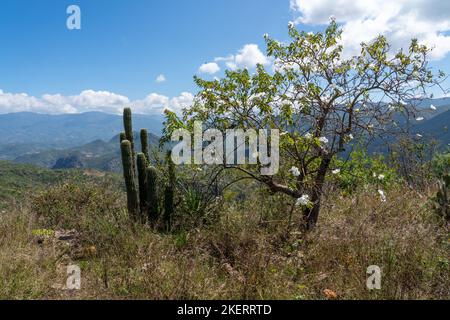 Cazahuate oder Tree Morning Glory, Ipomoea arborescens, in den Sierra Mixe Bergen in der Nähe von Hierve el Agua, Oaxaca, Mexiko. Stockfoto