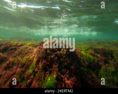 Bild mit farbenfroher Meeresvegetation im Schwarzen Meer, Bulgarien. Stockfoto