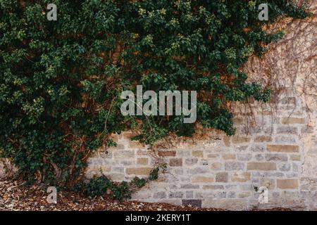 Grüne Vegetation An Einer Alten Ziegelmauer. Ivy Schöne Form. Grungy Brick Wall Von Ivy Warm Tint Überwuchert. Backsteinmauer Mit Schönem Grünen Efeu-Laub Stockfoto