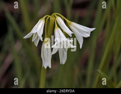 Drei Knoblauchknollen (Allium triquetrum) Stockfoto