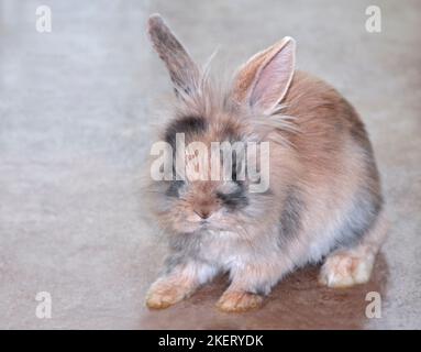 Jungtier Mini Lion Lop Rabbit Buck (16 Wochen) Stockfoto