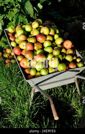 Schubkarre voller Äpfel in einem englischen Garten, norfolk, england Stockfoto