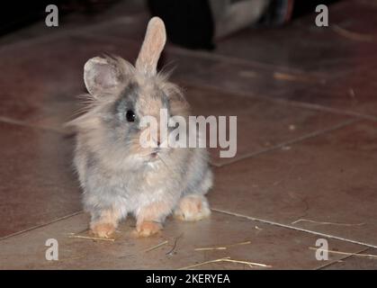 Jungtier Mini Lion Lop Rabbit Buck (16 Wochen) Stockfoto