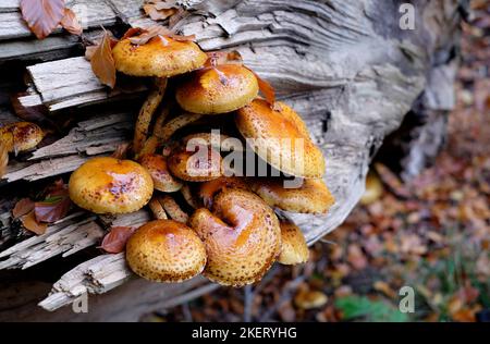 Honigpilz auf abgestorbenem Baumstamm, Feldbrigg-Wäldern, Nord-norfolk, england Stockfoto