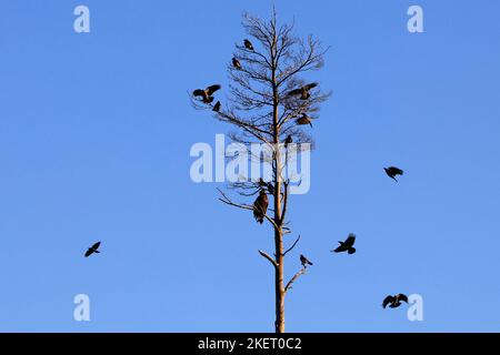 Goldener Adler, Aquila chrysaetos, thront auf einer Schnecke oder einem toten Baum. Mit Kapuze krähen, corvus cornix versuchen, den großen Vogel zu verdrängen. Finnland, 2022. Stockfoto