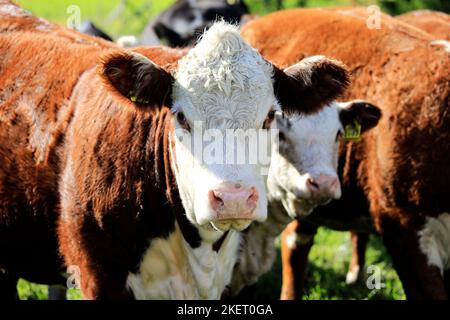 Nahaufnahme einer Hereford-Kuh auf einem Feld unter Rindern. Stockfoto