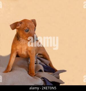 Ein Kurzhaar-Welpe sitzt auf einem beigen Hintergrund. Kleiner brauner Hund, schau weg. Die Schnauze eines Haustieres. Schwarze Augen und die Nase eines Tieres. Porträt eines Welpen. Stockfoto