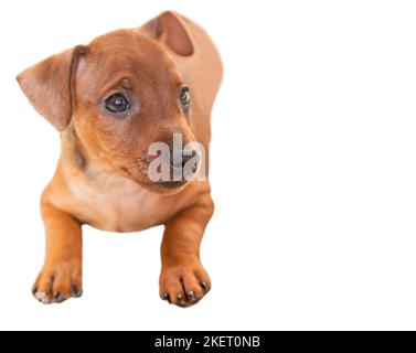 Welpenschnauze auf weißem Hintergrund. Isolieren Sie Einen kleinen Hund aus der Nähe. Ohren, Nase, Pfoten eines Haustierhundes. Porträt eines reinrassigen Hundes. Stockfoto