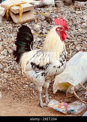 Ganzer Körper von brauner Hühnerhenne steht Stockfoto