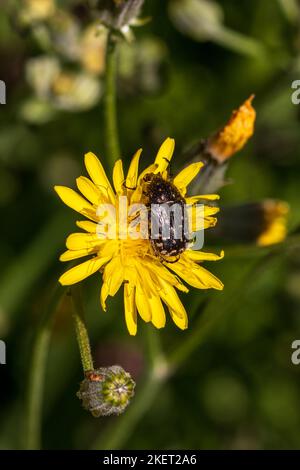 Oxythyrea funesta, mediterraner gepunkteter Taufer mit Kopierraum und natürlichem Hintergrund im Porträtmodus Stockfoto