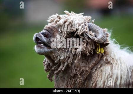 latxa Schafe, Rasse aus dem baskenland, in der Viehzucht verwendet. Nahaufnahme Porträt in einer lustigen Geste. Tier Themen Stockfoto