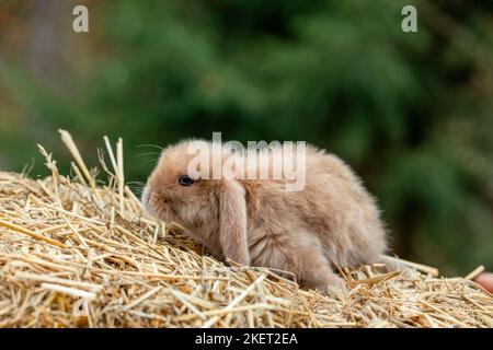 Flauschiges Fuchs-Kaninchen sitzt auf goldenem Heu Stockfoto