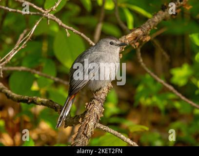 Ein schöner Grauer Welsler, ein Vogel, der oft inmitten eines Busches schwelgt und selten dort verweilt, wo er deutlich zu sehen ist. Stockfoto