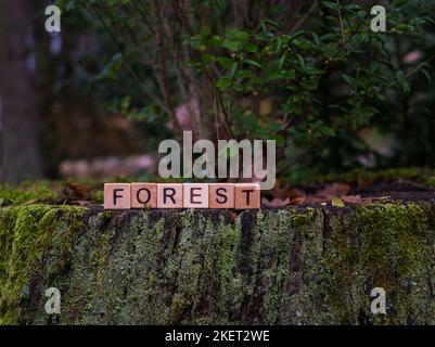 Holzwürfel mit dem Wort Wald auf dem alten moosigen Baum im Herbstwald. Willkommen in der Natur. Das Konzept des Tourismus, Naturschutz. SPA kopieren Stockfoto
