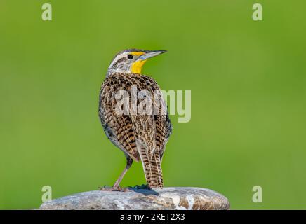 Eine wunderschöne westliche Meadowlark, ein Vogel der riesigen westlichen Prärien, steht auf einem Felsen, der sein Gebiet in einem Grasland von South Dakota überblickt. Stockfoto