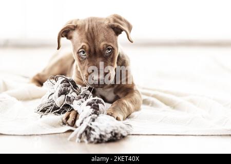 Dobermann-Dogue-de-Bordeaux-Mongrel Stockfoto