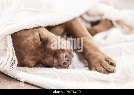 Dobermann-Dogue-de-Bordeaux-Mongrel Stockfoto