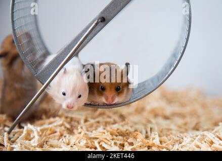 Syrische Hamster sitzen auf einem Rad. Eine Brut von Nagetieren. Nahaufnahme. Maulkörbe aus roten und beigen Hamstern. Die Nachkommen von Mäusen. Haustiere. Stockfoto