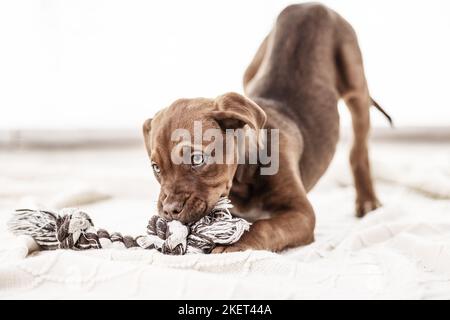 Dobermann-Dogue-de-Bordeaux-Mongrel Stockfoto