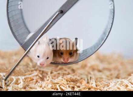 Syrische Hamster sitzen auf einem Rad. Das rote Männchen und das Pfirsichweibchen sind Nagetiere. Nahaufnahme. Maulkörbe von kleinen bunten Hamstern die Nachkommen von Mäusen. Haustiere. Stockfoto