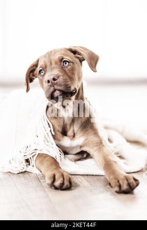 Dobermann-Dogue-de-Bordeaux-Mongrel Stockfoto