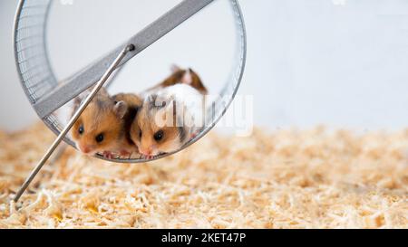 Syrische Hamster sitzen auf einem Rad. Eine Brut von farbigen Nagetieren. Nahaufnahme. Maulkörbe von roten Hamstern. Die Nachkommen von bunten Mäusen. Haustiere. Stockfoto