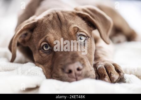 Dobermann-Dogue-de-Bordeaux-Mongrel Stockfoto