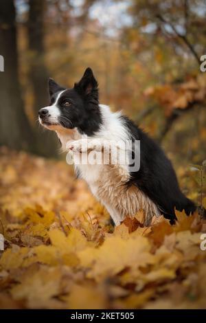 Intelligente Border Collie mit Pfoten im Herbstwald. Cute Black and White Dog macht Trick im Oktober Natur. Stockfoto