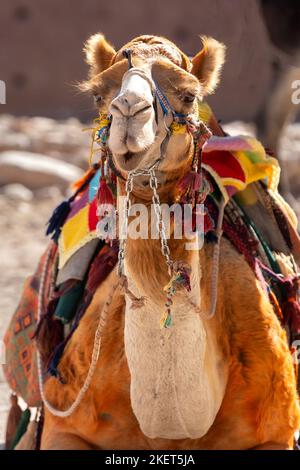 Wunderschön dekoriertes Kamel lächelnd, Nahaufnahme Porträt, Wüste von Jordanien Stockfoto