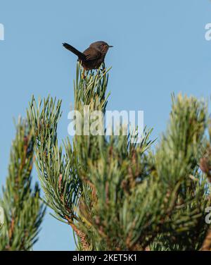 Dartford-Waldsänger thront auf einer Fichte mit klarem blauen Himmel Stockfoto