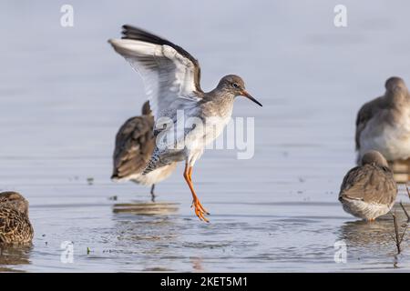 Rotschenkel springt beim Flügelschlagen nach dem Baden in die Luft Stockfoto