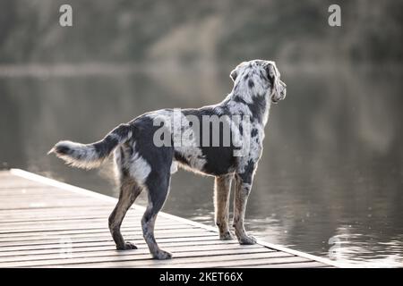 Männlich Aussiedor Stockfoto