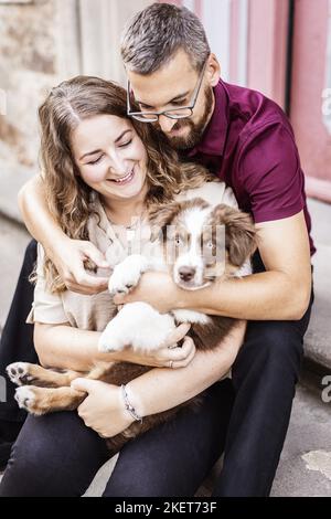 Australian Shepherd Welpen Stockfoto