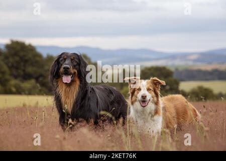2 Hunde Stockfoto