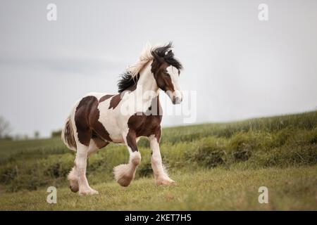 Irish Tinker Trab Stockfoto
