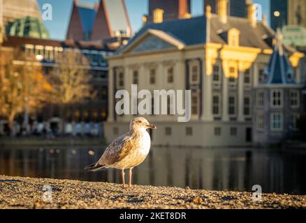 Junge Möwen isoliert, Skyline von Den Haag und das berühmte Mauritshuis Museum und Hofvijver Teich im Hintergrund. Selektiver Fokus. Stockfoto