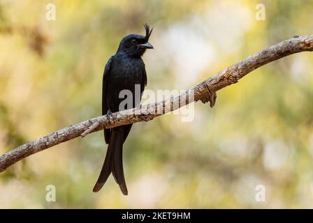 Crested Drongo - Dicrurus forficatus, schöner schwarzer Haubenvogel, endemisch in den trockenen Wäldern Madagaskars, Kirindy, Madagaskar. Stockfoto