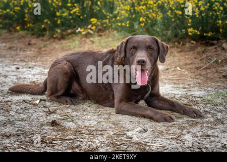 Chocolate Brown Labrador legt sich mit gelben Büschen in einem Wald und sieht sehr glücklich aus Stockfoto