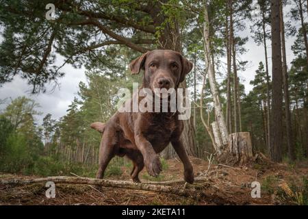 Chocolate Brown Labrador läuft in einem Wald ganz aus der Nähe Stockfoto