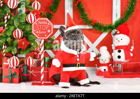 Schwarze französische Bulldogge trägt Santa Claus Hundekostüm neben saisonalen Dekorationen mit Weihnachtsbaum Stockfoto