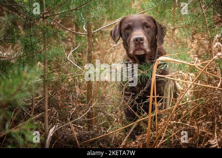 Brown Labrador versteckt sich in einem Wald zwischen den Weihnachtsbäumen Stockfoto