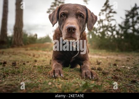 Brauner Labrador auf Augenhöhe, der sich aus der Nähe von Kopf und Pfoten auf die Kamera in einem Wald legt Stockfoto