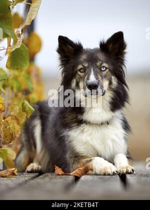 Liegende Grenze-Collie-Husky Stockfoto