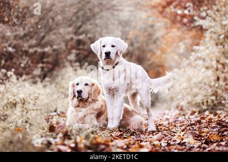 Golden Retriever im Herbst Stockfoto