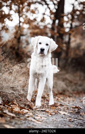 Golden Retriever im Herbst Stockfoto