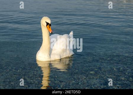 Schöner weißer stummer Schwan (Cygnus olor), der im klaren blauen Wasser schwimmt Stockfoto