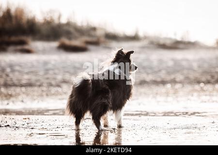 Sheltie am Ufer Stockfoto