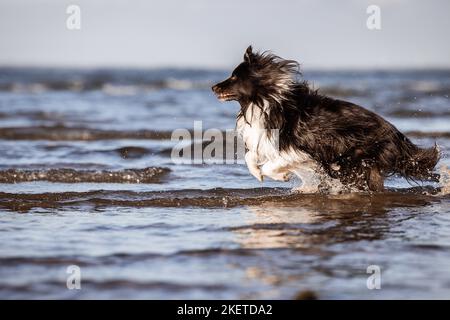 Sheltie am Ufer Stockfoto